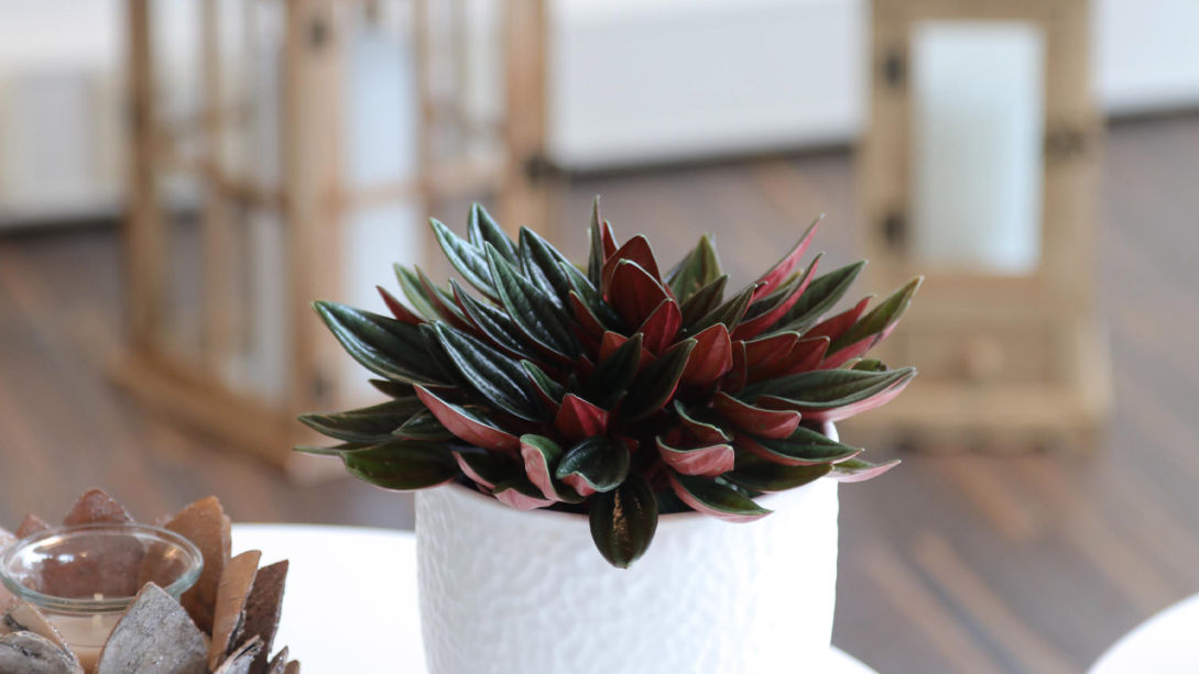 Praxis Leben in Balance - Craniosacral Therapie Zürich / Horgen